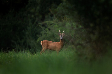 Roe deer during rutting time. Male of roe on the meadow. Wildlife in Europe. 
