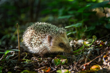 Small hedgehog hide in the garden. Hedgehog looking for food. Wildlife in Europe. 