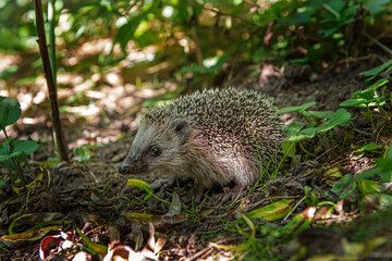 Small hedgehog hide in the garden. Hedgehog looking for food. Wildlife in Europe. 