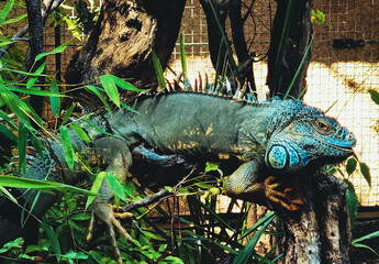 Un iguane dans un zoo.