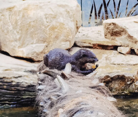 Une loutre dans un zoo.