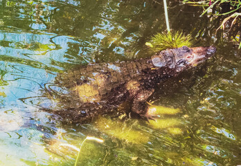 Un crocodile dans un zoo.