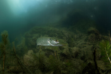Fototapeta na wymiar Northern pike is waiting in the dam. Pike during scuba dive. Underwater life. 