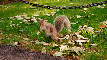 squirrel in the park