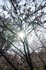 Floral. Closeup view of Prunus serrulata, also known as Japanese flowering cherry or Sakura, beautiful branches and flowers of pink petals, blooming in the park at sunset.