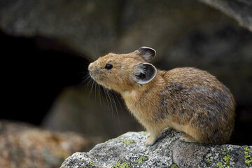 Pika - close up detailed portrait of an American Pika showcasing the fine details of the head and ears