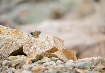 American Pika peeks out from her talus and scree habitat on a mountain slope in the North Cascades ... American Pika are an indicator species for climate change