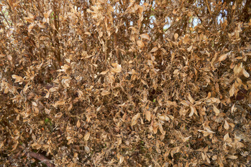 Texture from branches of dried shrub during drought season.