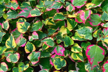 The chameleon plant is a low-growing shrub that is super easy to take care of. It is resistant to the majority of diseases and insects which make it an ideal option for gardeners with brown thumbs. © Rusana