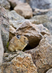 Naklejka na ściany i meble American Pika sitting at the entrance to his rocky lair on a talus covered mountain slope ... American Pika are an indicator species for climate change