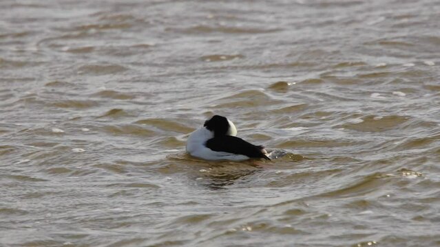 Male Bufflehead duck swimming during choppy weather on a pond.