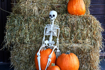 Halloween skeleton sitting on gray hay and orange pumpkins