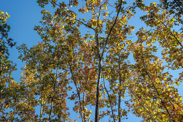 yellow-green crowns of trees against the sky