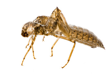 Macro of an isolated empty skin of a dragonfly larva