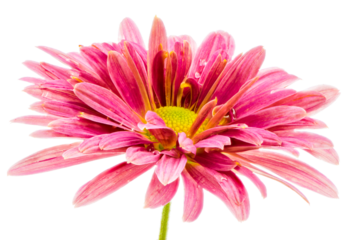 Macro of an beautiful isolated pink aster flower blossom