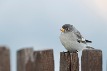The white-winged snowfinch (Montifringilla nivalis), Juvenile