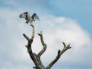 Osprey Landing on an Artistic Dead Tree in a Florida Wetland