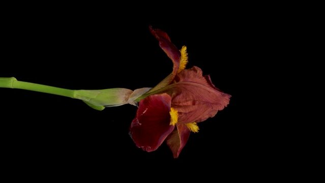 Time-lapse of growing iris flower. Spring flower iris blooming on black background.