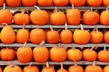 Many Halloween 'Ghostride' pumpkins on shelves