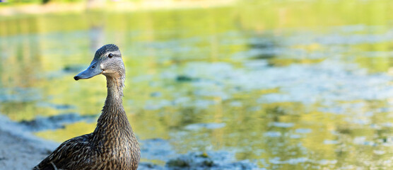The head of a duck on the background of a pond.