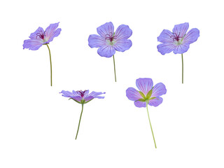 Cranesbill or geranium blue flowers isolated transparent png