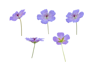 Cranesbill or geranium blue flowers isolated transparent png