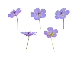  Cranesbill or geranium blue flowers isolated transparent png © photohampster