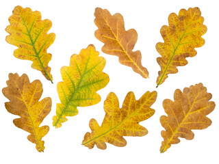 Brown and yellow oak leaves set isolated transparent png