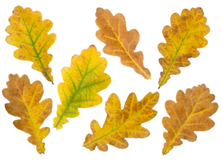 Brown and yellow oak leaves set isolated transparent png