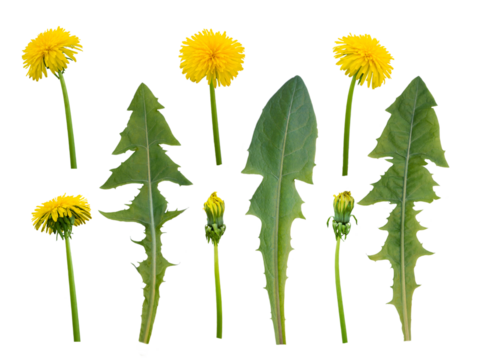Dandelion flowers, buds and leaves isolated transparent png