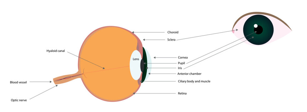 Eye anatomy with strucutre names. Green eyes.