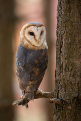 Barn owl, tyto alba, sitting on a branch in forest and turning around. Vertical composition of wild animal perched on a twig near tree trunk. Bird of prey with white face.