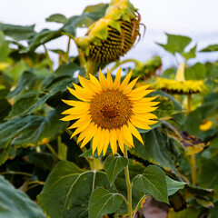 Sunflower cultivation at sunrise in the mountains of Alicante. - 531306808