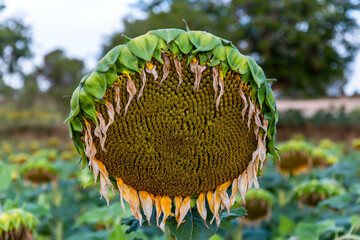 Withered sunflowers cultivation at sunrise in the mountains of Alicante. - 531306831
