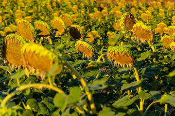 Withered sunflowers cultivation at sunrise in the mountains of Alicante. - 531306868