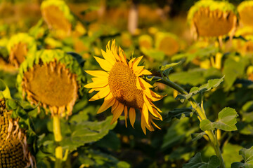 Sunflower cultivation at sunrise in the mountains of Alicante. - 531306879