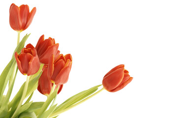 Fresh tulips  isolated on transparency photo png file  - obrazy, fototapety, plakaty