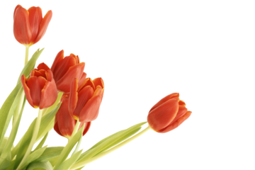 Fresh tulips  isolated on transparency photo png file 