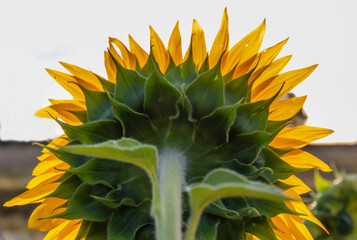 Sunflower cultivation at sunrise in the mountains of Alicante. - 531306887