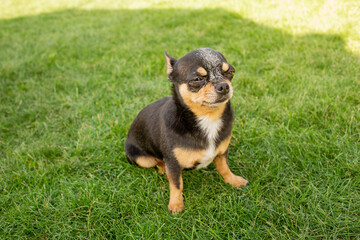 Dog breed chihuahua tricolor black brown white. A mini dog is sitting on a green lawn.