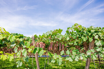 Fototapeta na wymiar 青空とピンク色のブドウ畑　