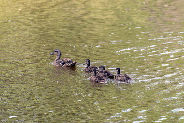 Mallard Hen Swimming With Her Ducklings