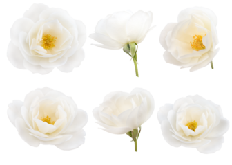 Set of six white delicate roses isolated transparent png