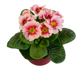 Closeup of an isolated pink primrose flower in a flowerpot