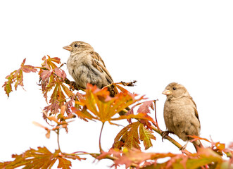 Couple of sparrow birds sitting on the twig of a tree. Focus on left bird.