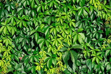 A solid background of green leaves, the texture of a dense green wall of leaves. Beautiful dense foliage as a solid background