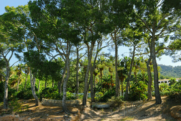 Beautiful pine trees under the sun and plam trees near the natural mediterranean beach in spanish island