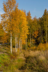 Pine forest with leafy undergrowth in golden autumn