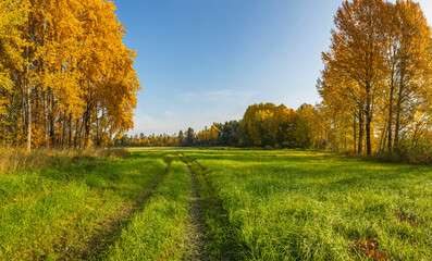 Aspen grove in gold attire in October.