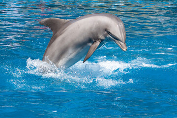 Dolphin jumping over the water